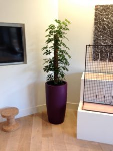 Office Plants - Epipremnum