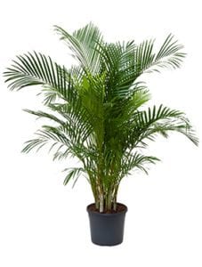 Areca (chrysalidoc.) lutescens