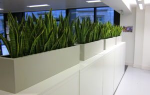 Corporate Interior Plants Delivered and Maintained - Flowers By Flourish