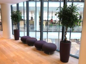 Corporate Office Plants Delivered and Maintained