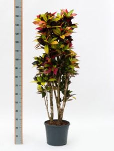 Croton (codiaeum) iceton