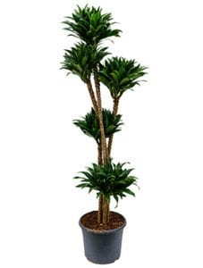 Dracaena compacta