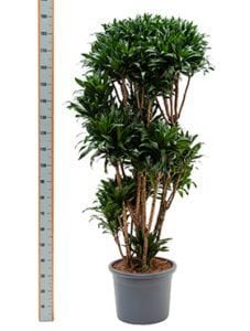 Dracaena compacta