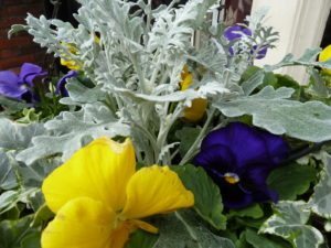 Hanging Baskets Provided and Maintained Flowers By Flourish