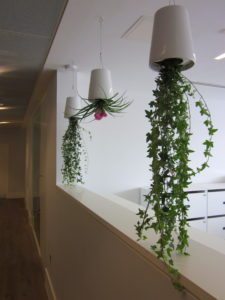 Hanging Office Plants and Flowers Delivered