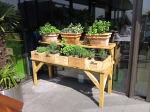 Herb garden selection available for delivery in terracotta planters