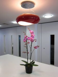 Monthly Plants - Large Double Stemmed Pink Orchid - Delivered to your office