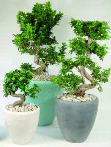 Office Bonsai Trees and Plants Delivered