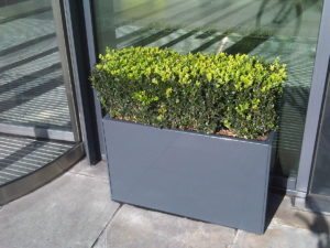 Office Garden Maintenance - Flowers By Flourish