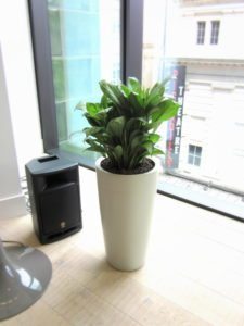 Office Plants and Flowers Brighten any Reception