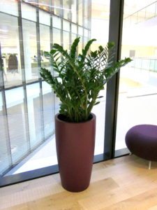 Office Plants and Shrub Maintenance