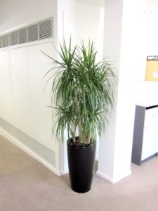 Office Plants and Shrubs Delivered