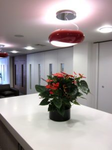 Office Plants - Anthurium