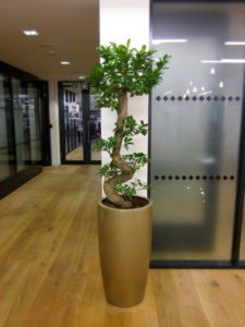 Office Plants - Ficus Ginseng