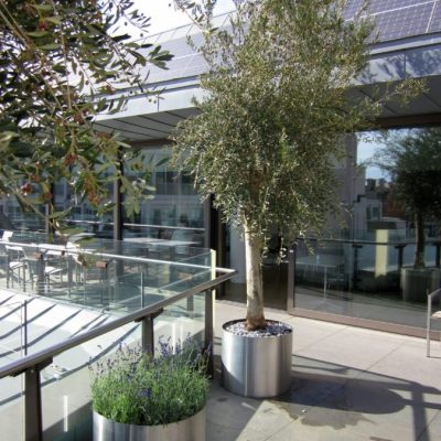 Office Shrubs delivered - Olive Tree delivery - on site delivery - UK