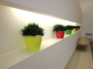 Plants Supplied to your Office or Home