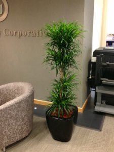 Reception Plants Delivered and Maintained