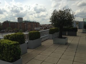 Rooftop Corporate Plants and Flower Services - Flowers By Flourish