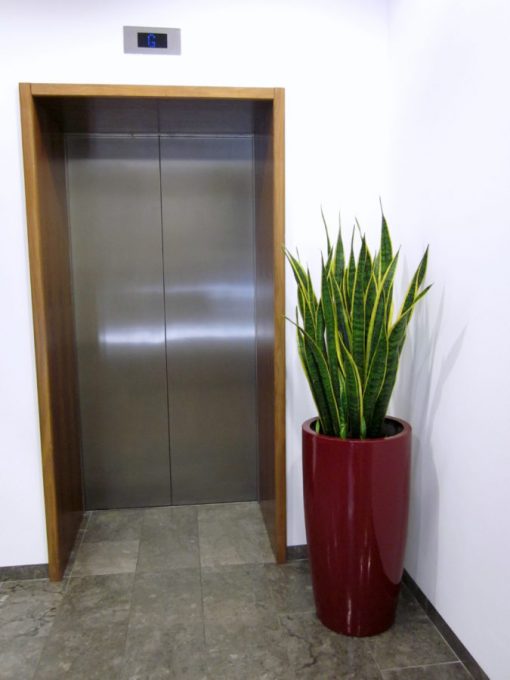 Sansevieria - Laurentii - Image 5