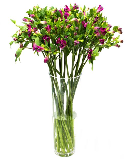 Alstroemeria - Purple - Image 2