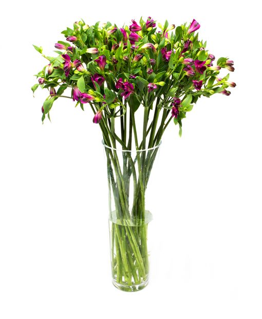 Alstroemeria - Purple - Image 3