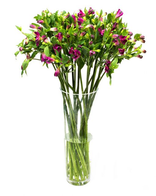 Alstroemeria - Purple - Image 4