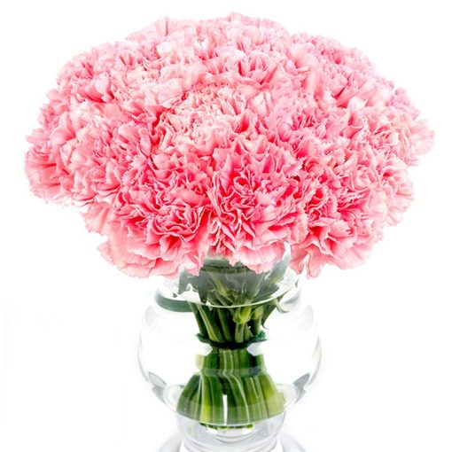 pink carnations