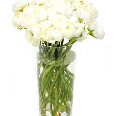 Weekly Flower Delivery - Ranunculus - Cream Ranunculus Flowers Delivered