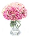 Fortnightly Flower Delivery - Pink Mottled Carnations