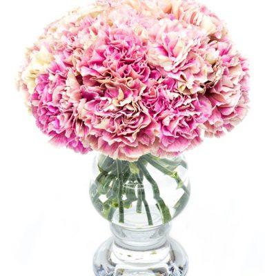 Fortnightly Flower Delivery - Pink Mottled Carnations