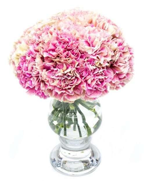 Fortnightly Flower Delivery - Pink Mottled Carnations