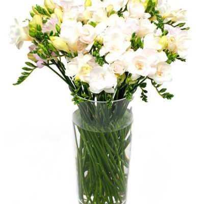 Letterbox Flowers - Cream Freesias Flowers Delivered Weekly