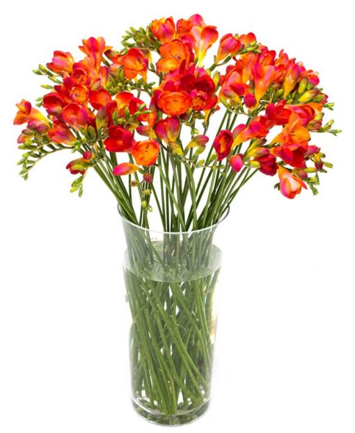 Letterbox Flower Delivery – Orange Freesias Flower Delivery