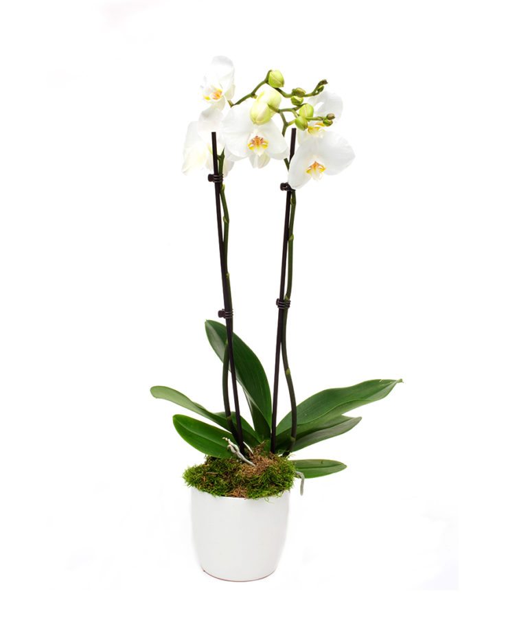 Phaleanopsis Orchid - Double - White