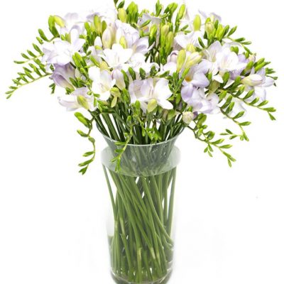 Letterbox Flowers - Purple Freesias Flowers Delivered Weekly