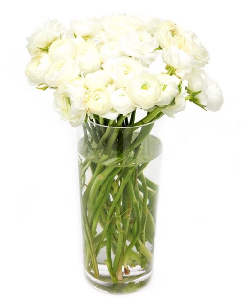 Ranunculus - White