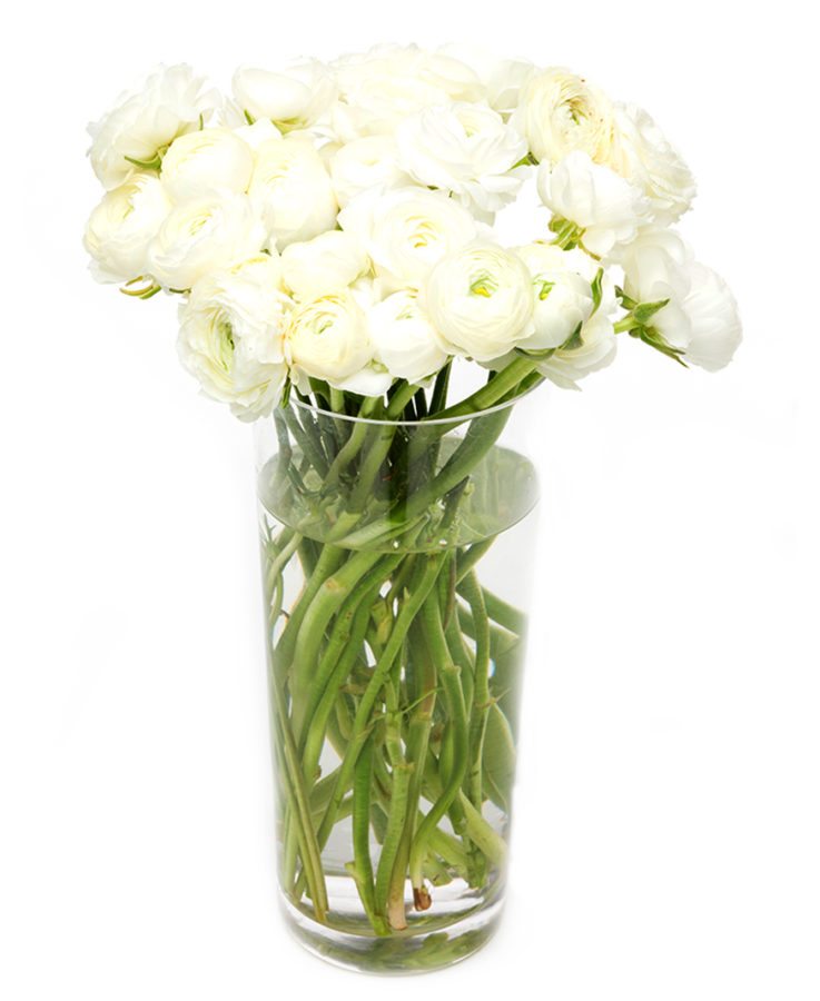 Ranunculus - White