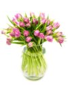 Tulips - Double - Lilac