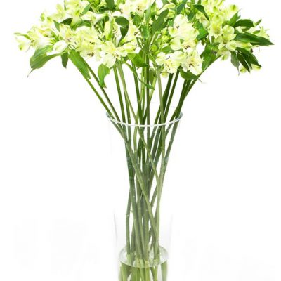 alstroemeria green