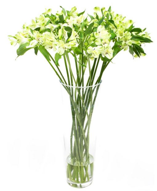 alstroemeria green