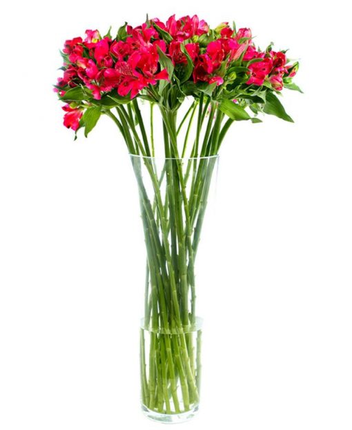 Fortnightly Flower Delivery - alstroemeria red