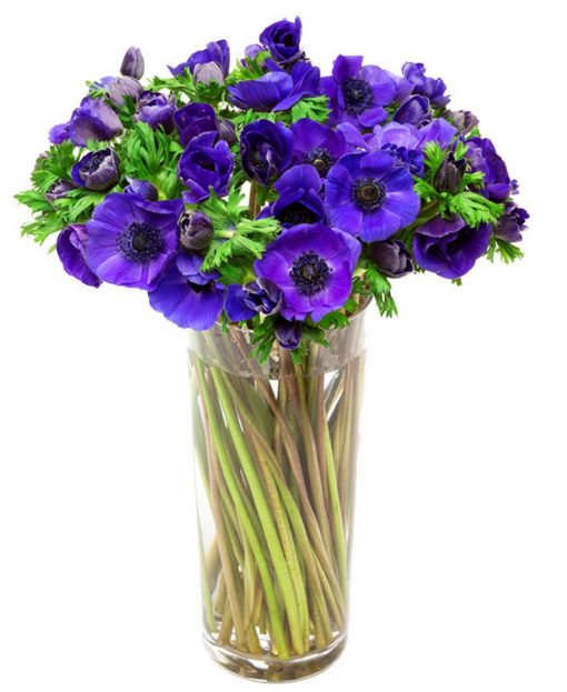 Subscription Flower Delivery - Blue Anemones Flowers Delivered