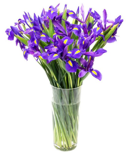 Fortnightly Flower Delivery – iris blue