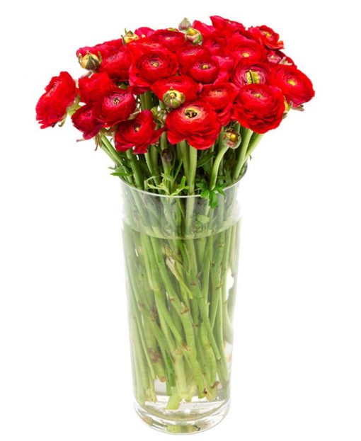 Weekly Flower Delivery – Bunch of Red Ranunculus Flowers