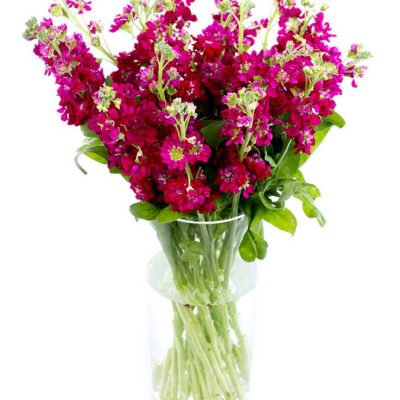 Weekly Flower Delivery – Burgundy Stocks for the Home or Office