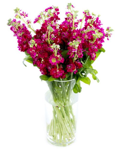 Weekly Flower Delivery – Burgundy Stocks for the Home or Office