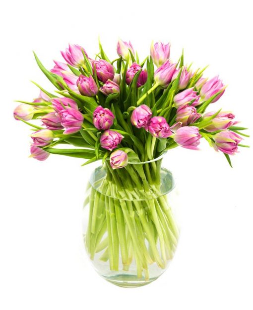 Double Lilac Tulips for the Home or Office