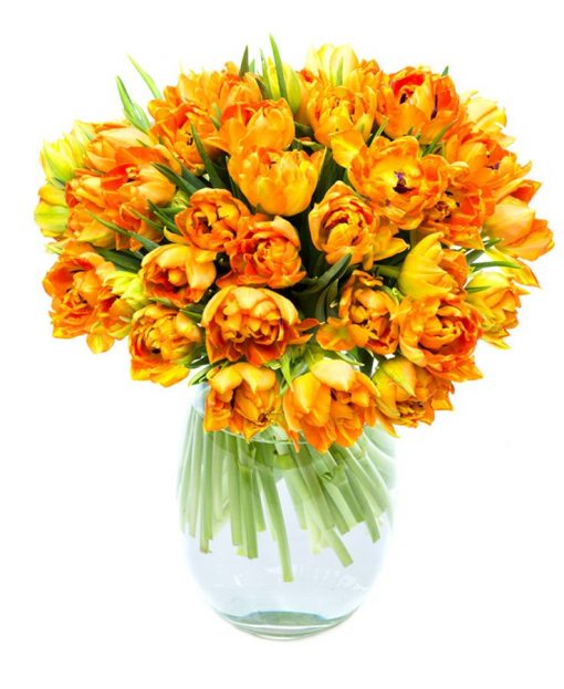 Double Orange Tulips for the Home or Office