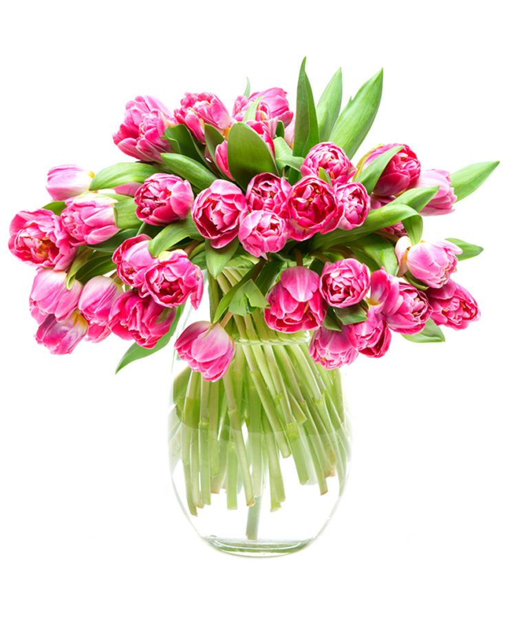 Double Pink & Cream Tulips for the Home or Office