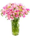 Pink Freesias Flowers Delivered Nationwide - Prompt Delivery